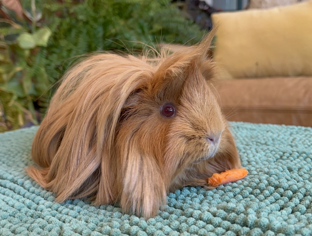 Maeve & Esme, a Adopted Peruvian in Philadelphia, PA image 3/4