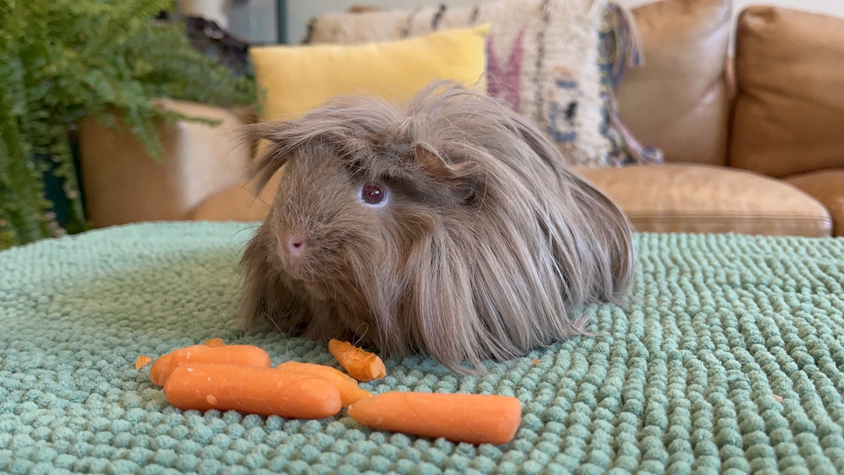 Maeve & Esme, a Adopted Peruvian in Philadelphia, PA image 4/4