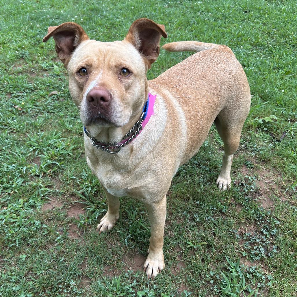 Sana, Adoptable, Adult Female Mixed Breed.