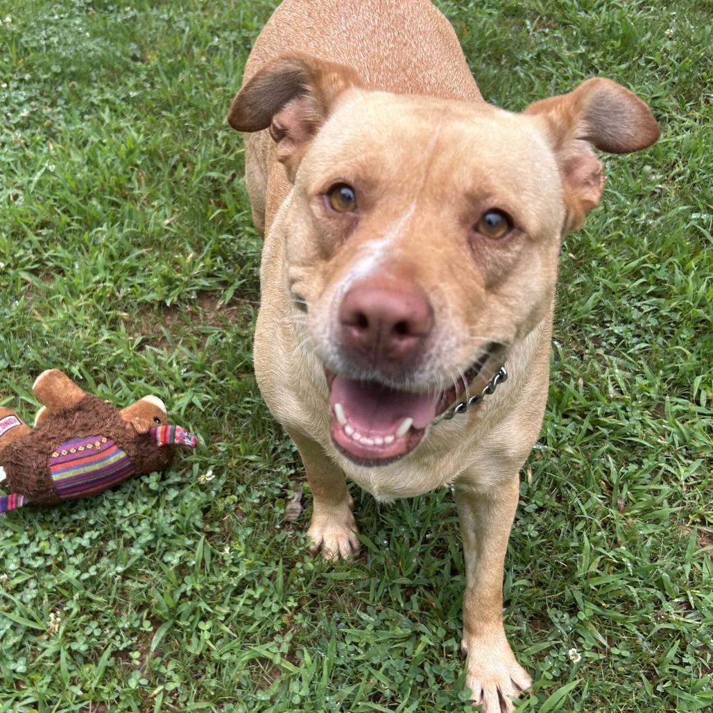 Enlarge Sana, a Adoptable Mixed Breed in Auburn, AL image 2/6