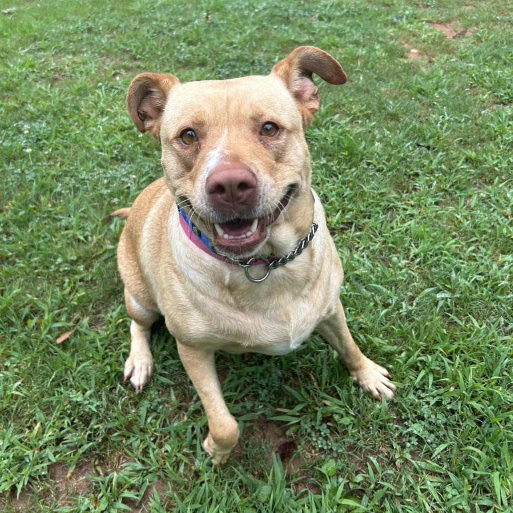 Enlarge Sana, a Adoptable Mixed Breed in Auburn, AL image 3/6