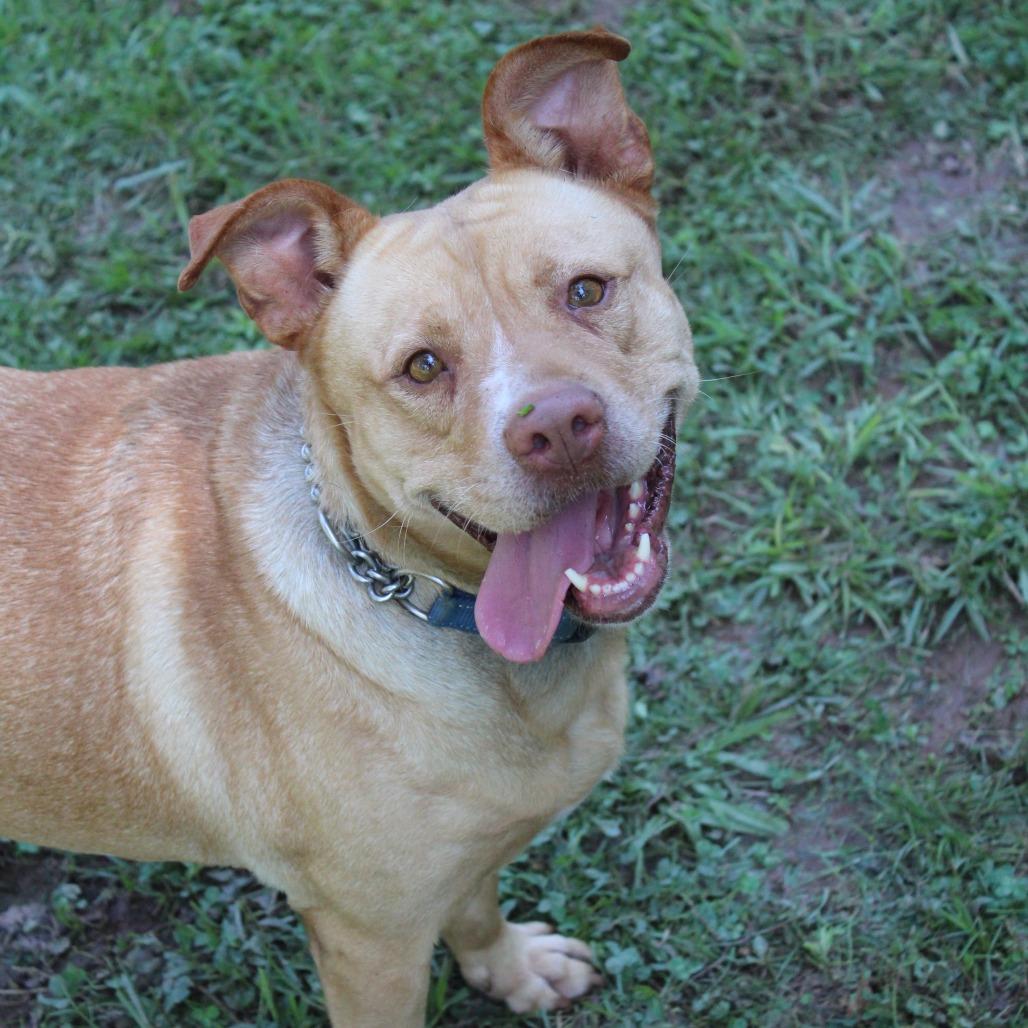 Enlarge Sana, a Adoptable Mixed Breed in Auburn, AL image 4/6