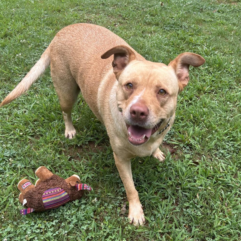 Enlarge Sana, a Adoptable Mixed Breed in Auburn, AL image 5/6
