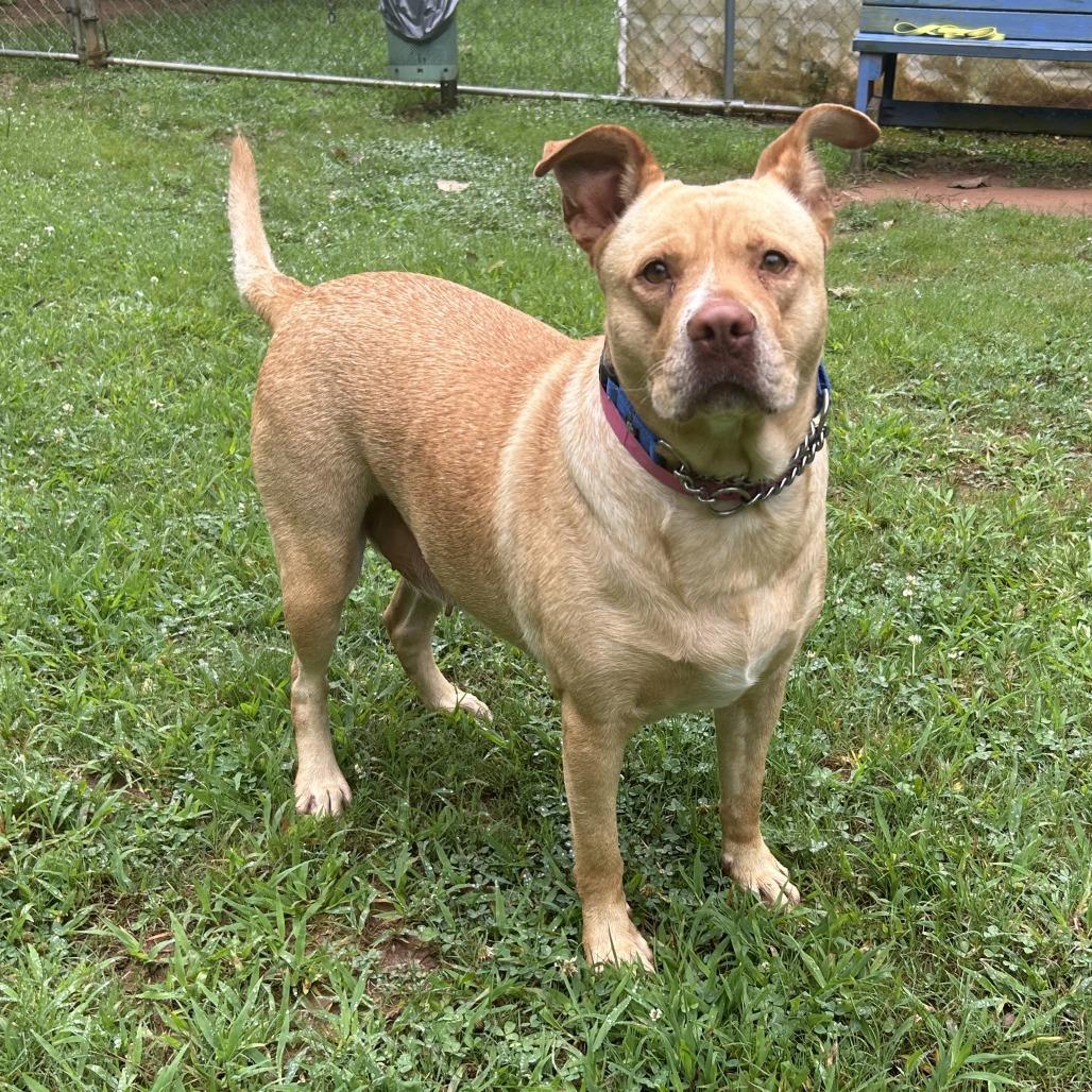 Enlarge Sana, a Adoptable Mixed Breed in Auburn, AL image 6/6
