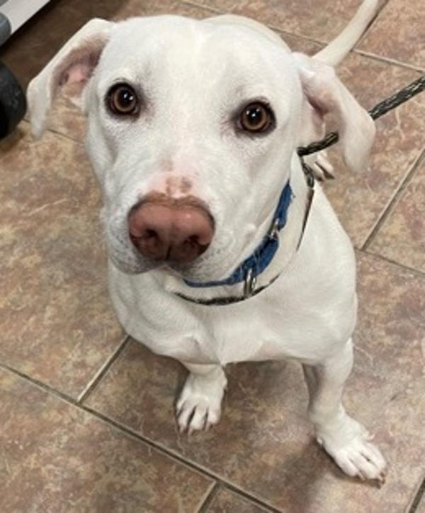 Molly, Adoptable, Adult Female Labrador Retriever & Basset Hound.