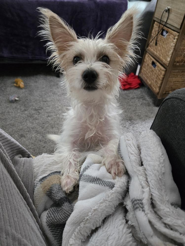 Frank (26-194 D), Adoptable, Young Male Yorkshire Terrier & Mixed Breed.
