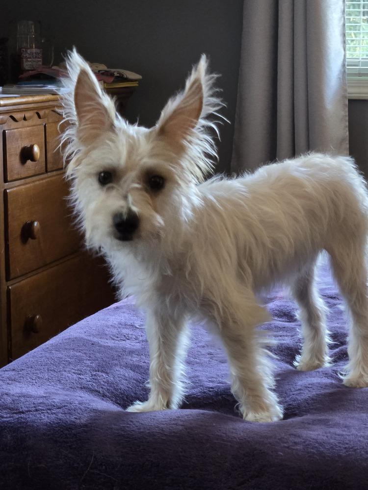 Enlarge Frank (26-194 D), a Adoptable mixed breed in Lansing, MI image 2/6