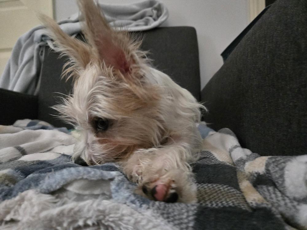 Enlarge Frank (26-194 D), a Adoptable mixed breed in Lansing, MI image 3/6
