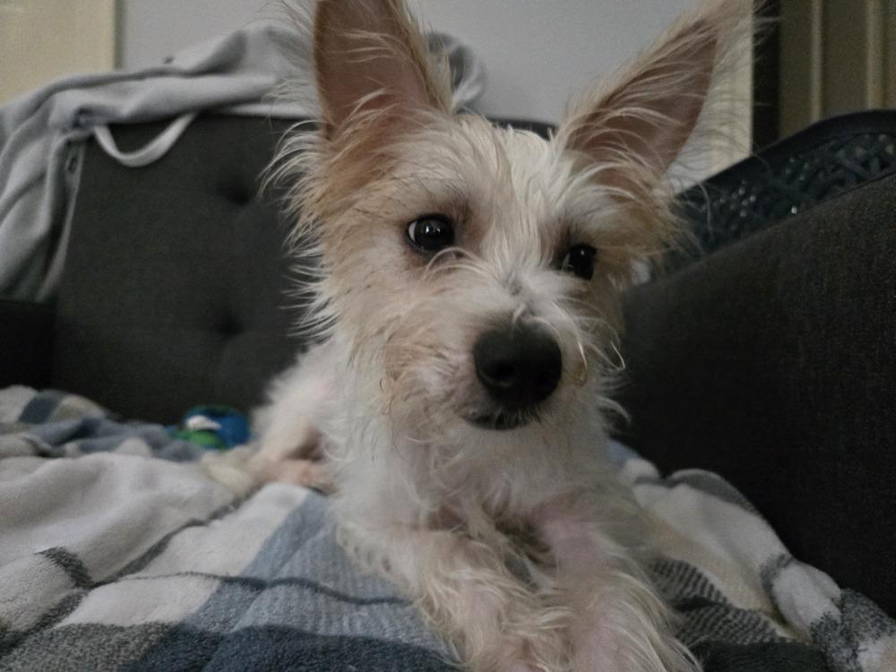 Enlarge Frank (26-194 D), a Adoptable mixed breed in Lansing, MI image 4/6