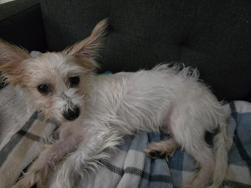 Enlarge Frank (26-194 D), a Adoptable mixed breed in Lansing, MI image 6/6