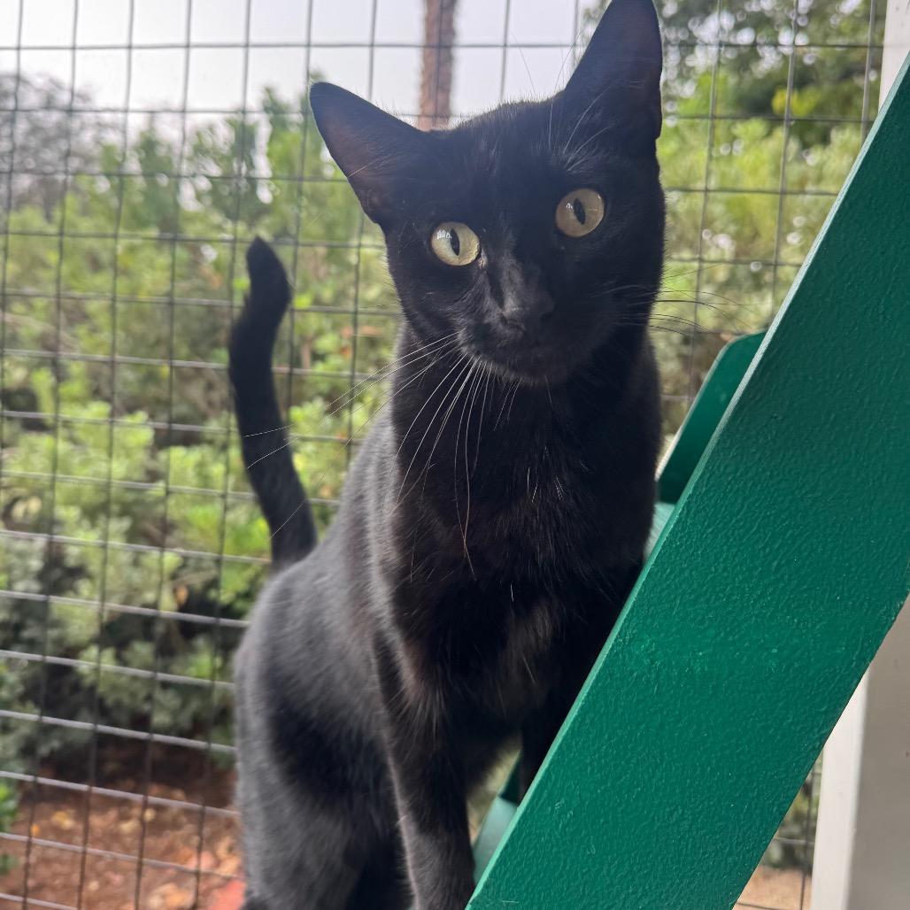 Morticia, a Adoptable Domestic Short Hair in Buellton, CA image 1/5