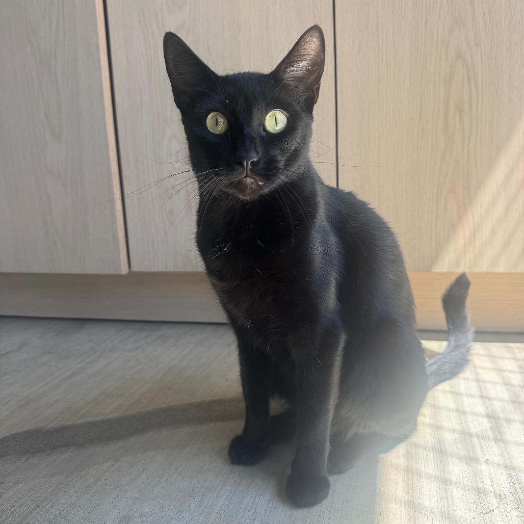 Morticia, a Adoptable Domestic Short Hair in Buellton, CA image 2/5
