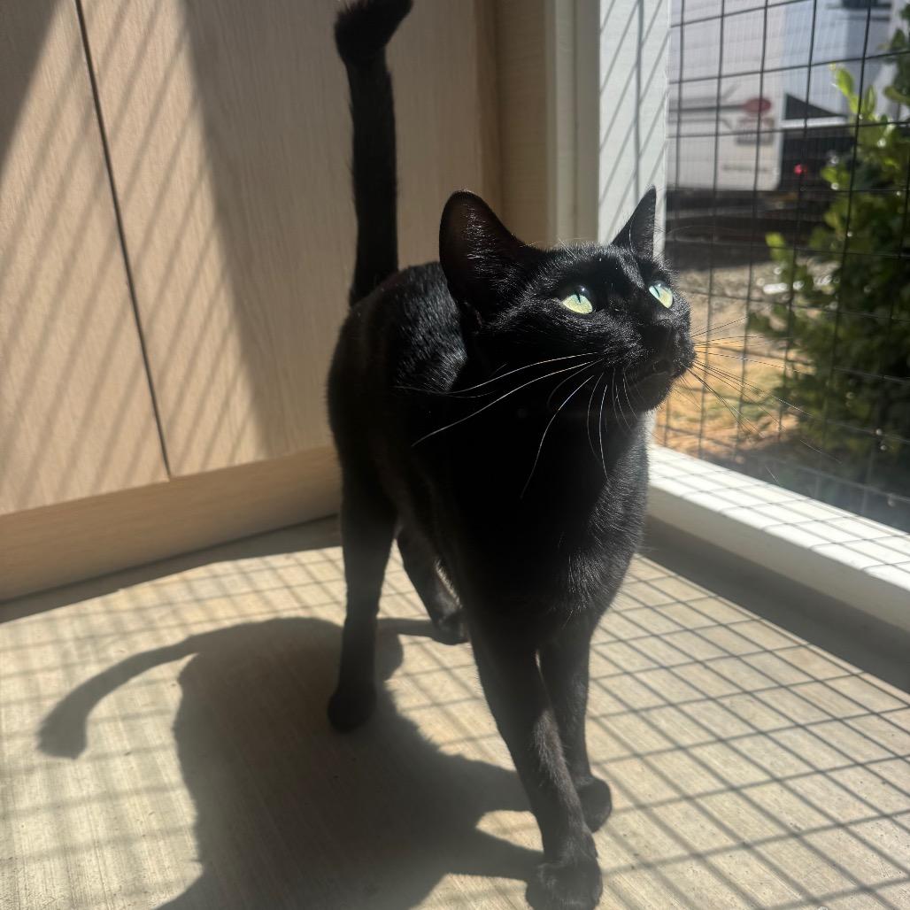 Morticia, a Adoptable Domestic Short Hair in Buellton, CA image 3/5
