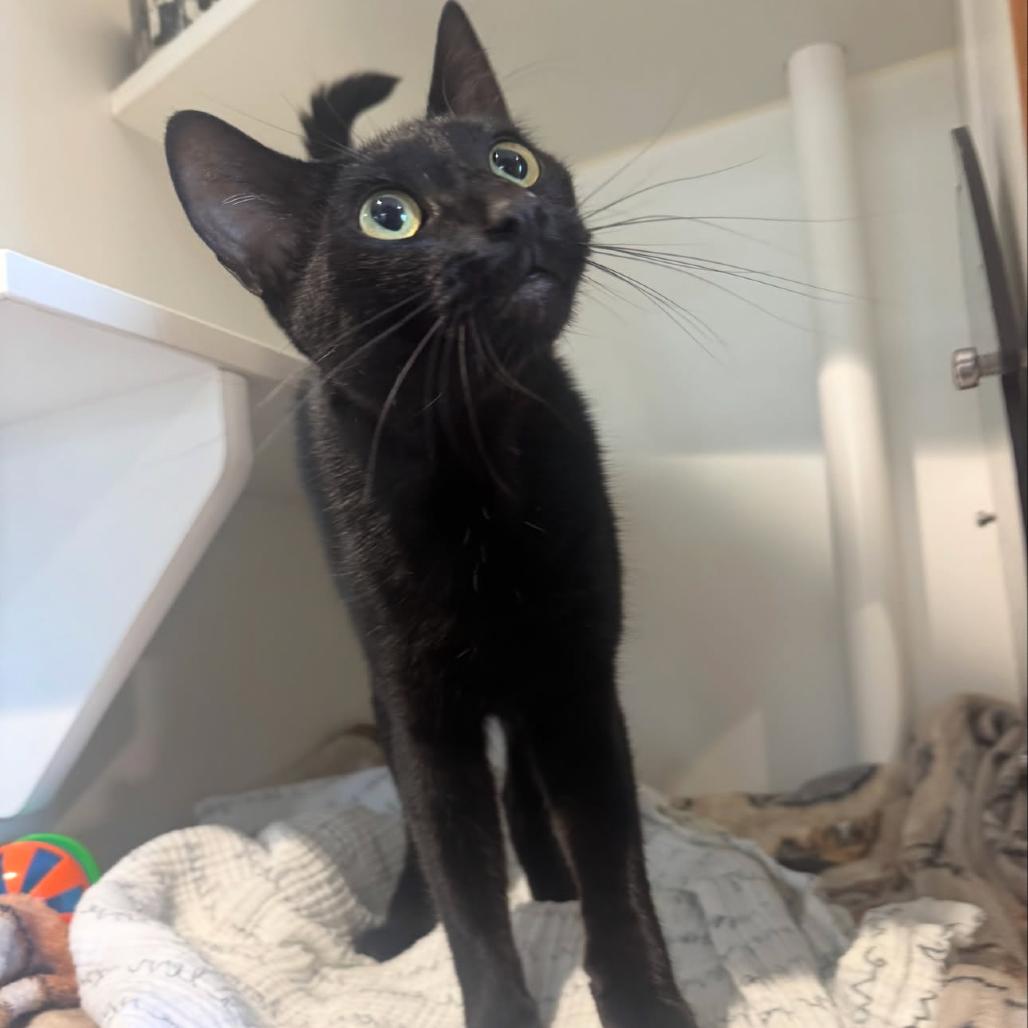 Morticia, a Adoptable Domestic Short Hair in Buellton, CA image 4/5
