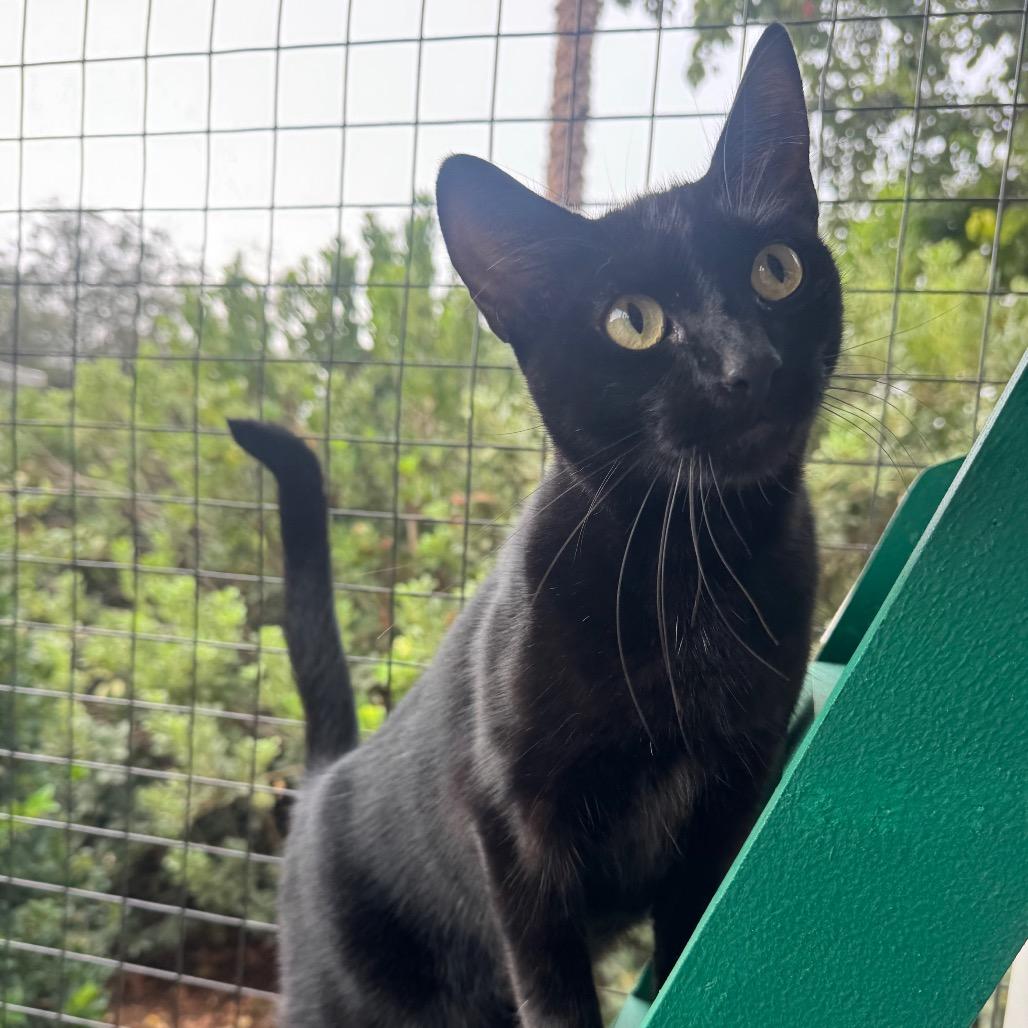 Morticia, a Adoptable Domestic Short Hair in Buellton, CA image 5/5
