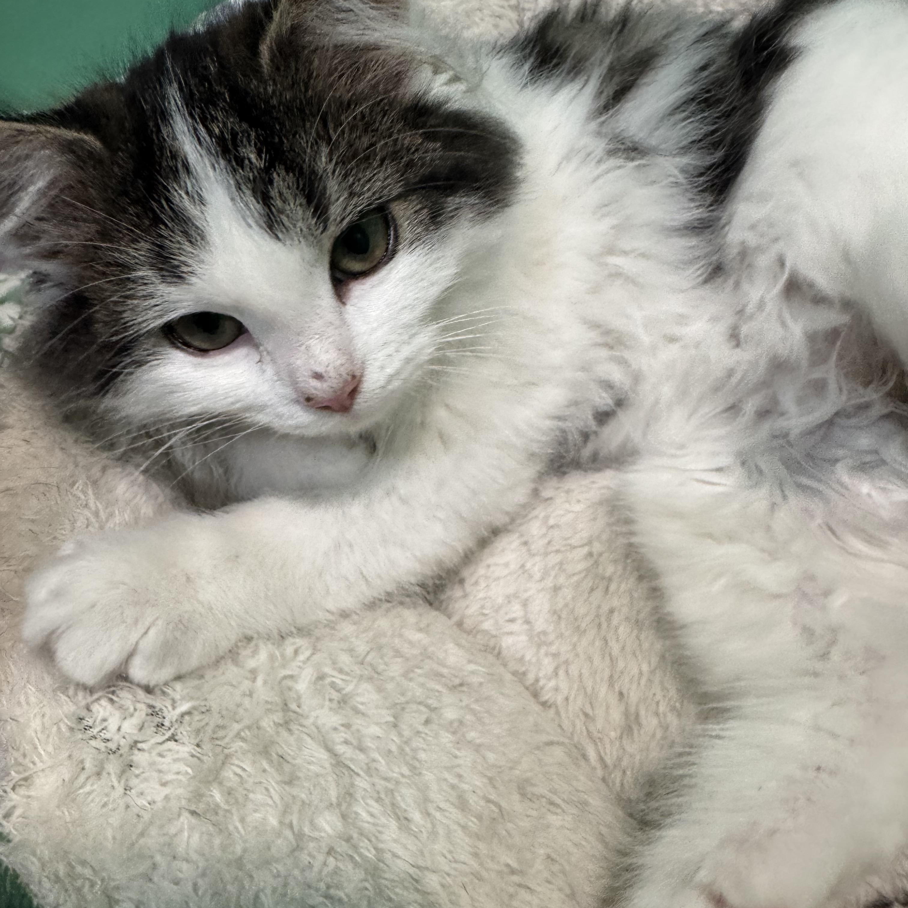 Enlarge Opal (bonded pair with Buff Fluff), an adopted mixed breed in Hickory, NC image 3/4