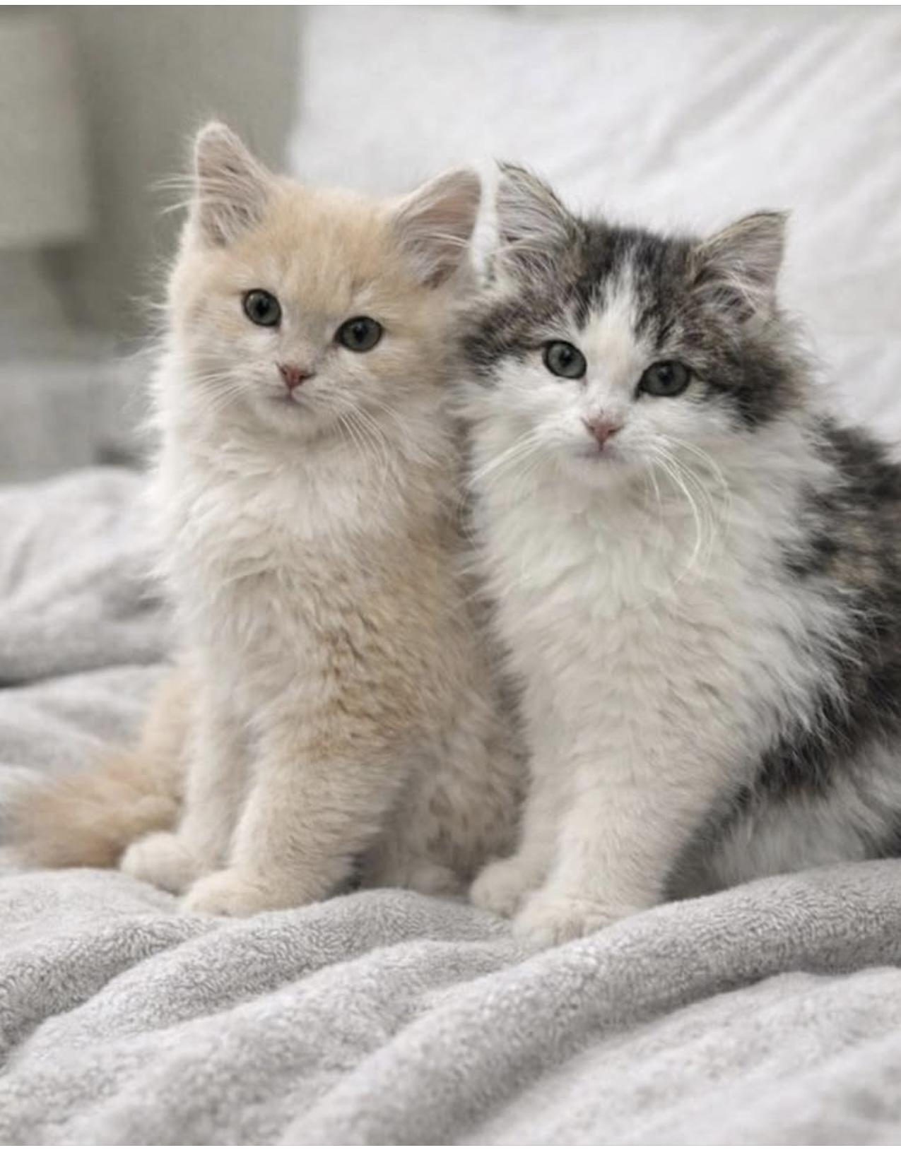 Opal (bonded pair with Buff Fluff), adopted, Kitten Female Domestic Long Hair.