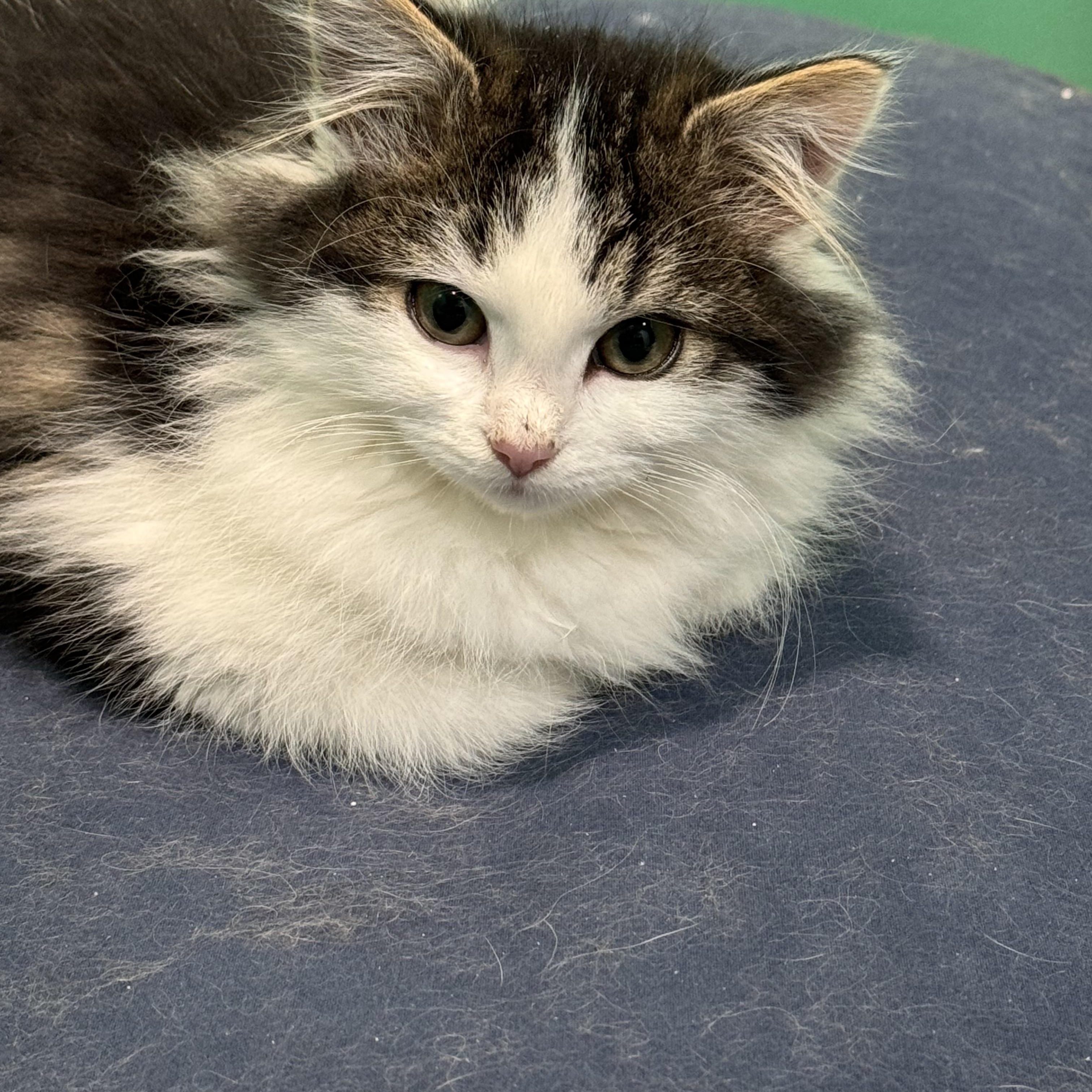 Enlarge Opal (bonded pair with Buff Fluff), an adopted mixed breed in Hickory, NC image 4/4