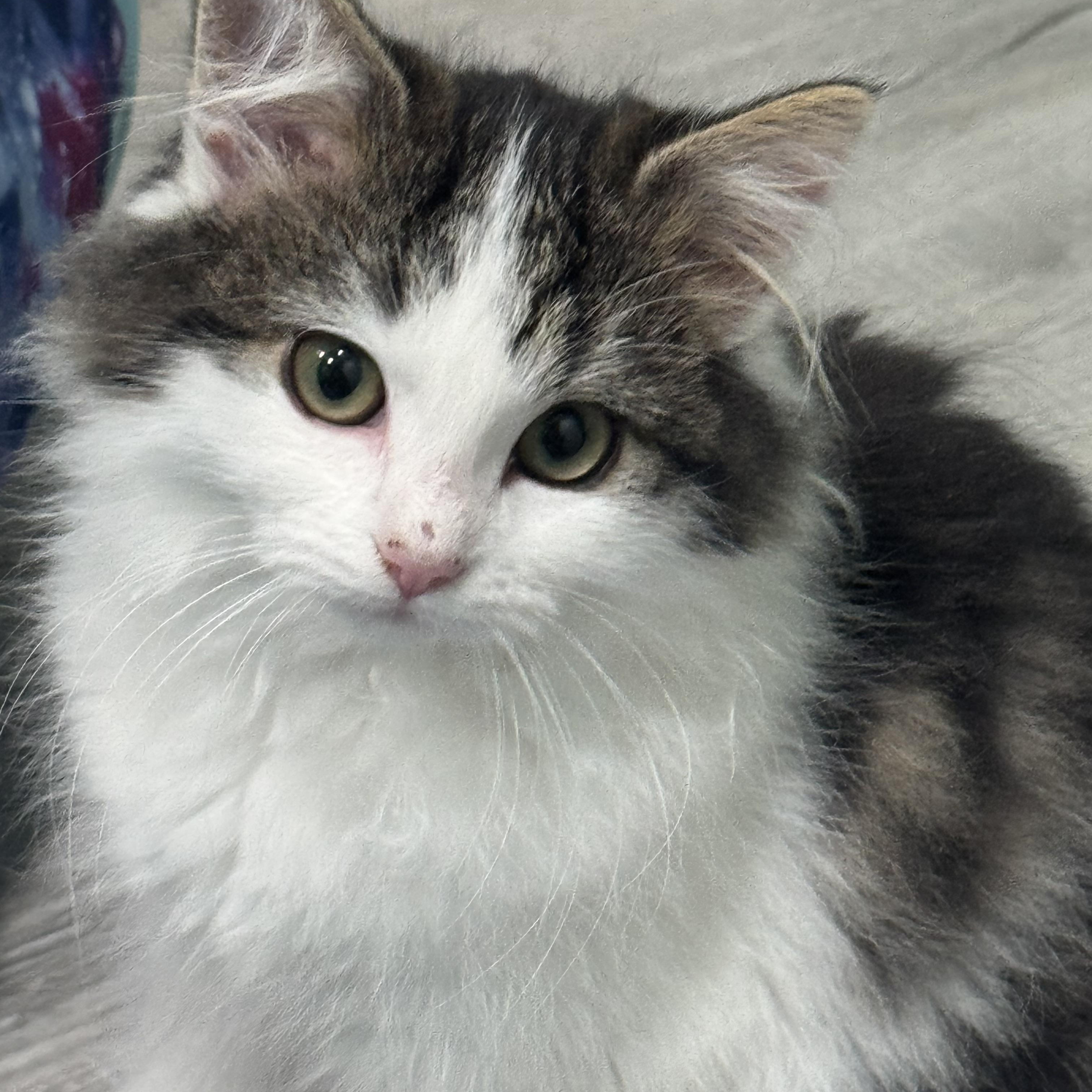 Enlarge Opal (bonded pair with Buff Fluff), an adopted mixed breed in Hickory, NC image 2/4