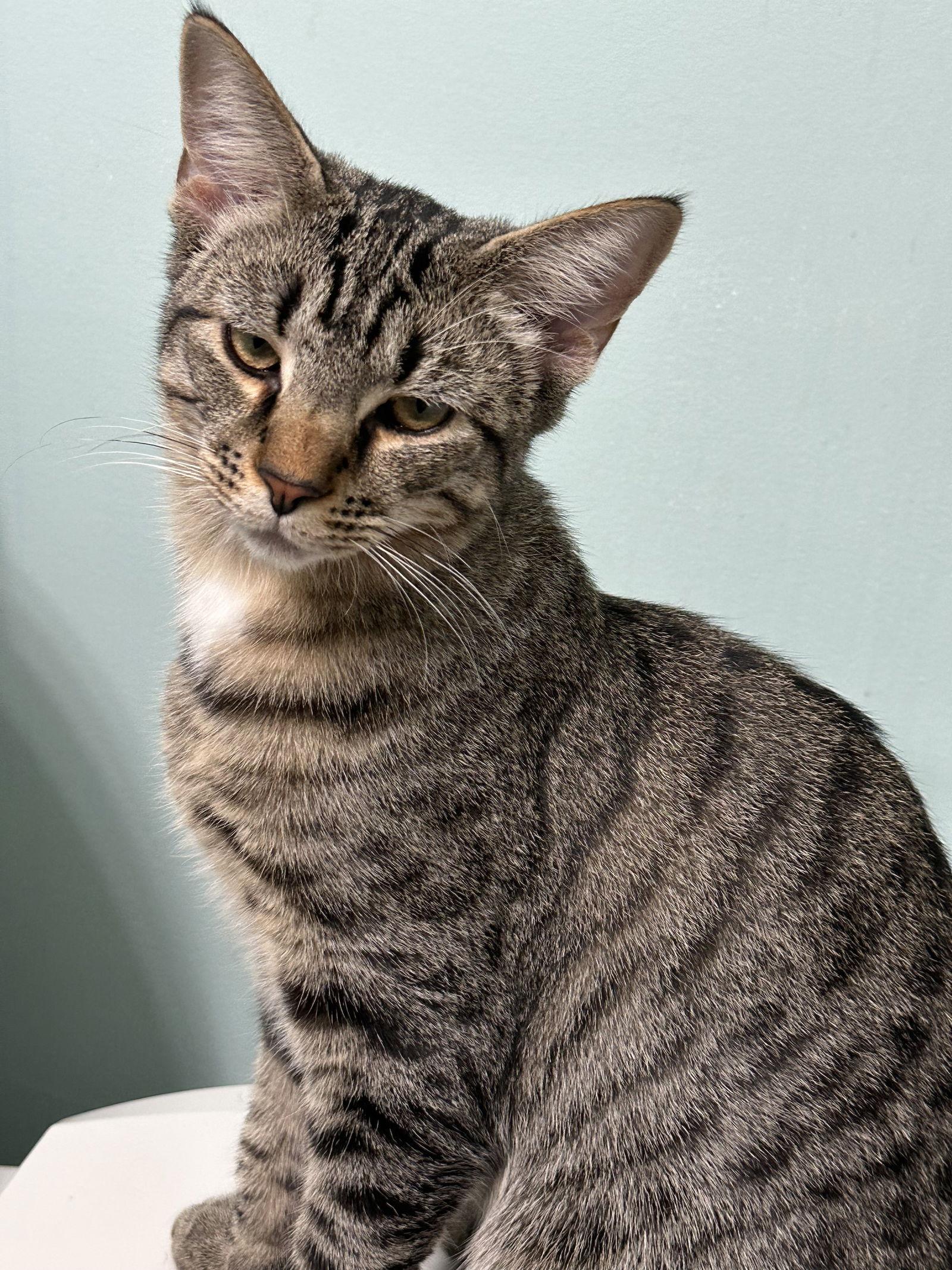 SNICKERS, Adoptable, Kitten Male Domestic Short Hair.