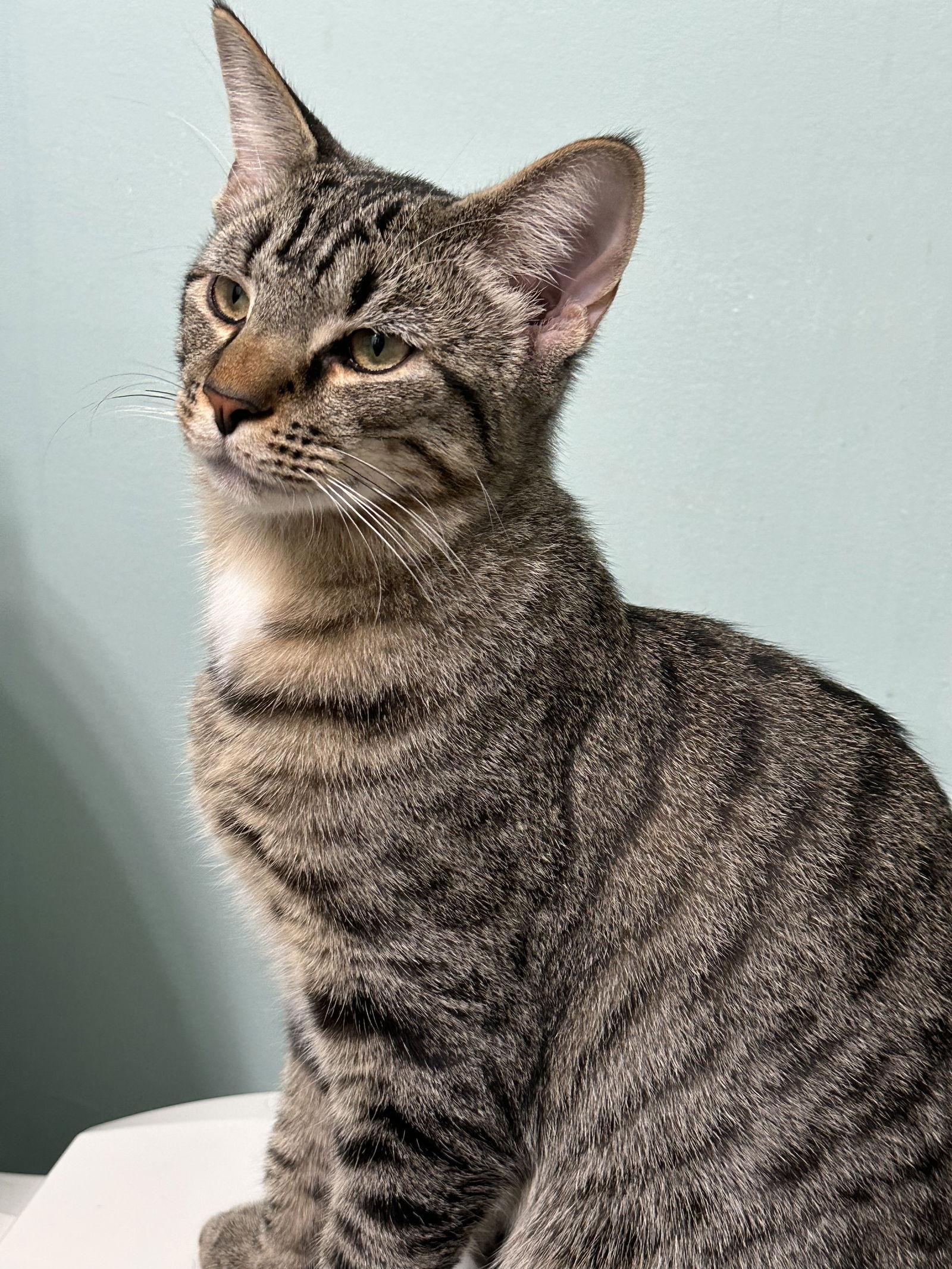 SNICKERS, a Adoptable Domestic Short Hair in Northfield, OH image 2/3