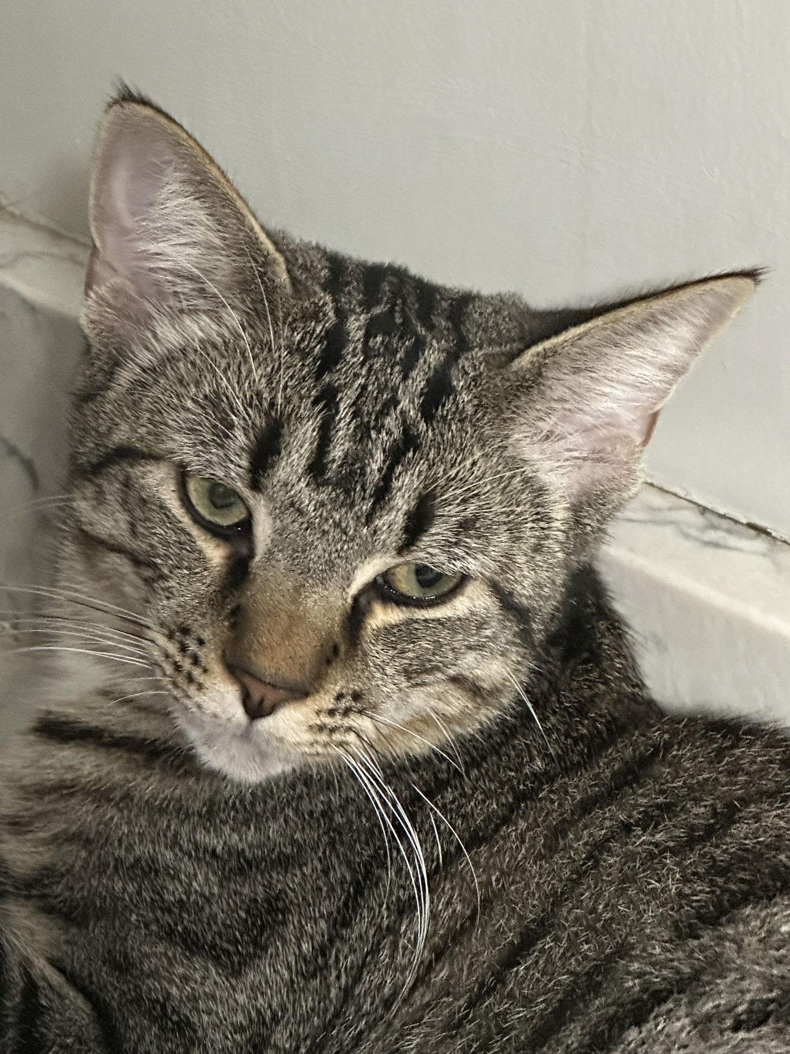 SNICKERS, a Adoptable Domestic Short Hair in Northfield, OH image 3/3