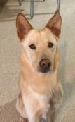 Fritz, an adoptable Shepherd, Husky in Lead, SD, 57754 | Photo Image 1