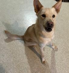 Fritz, an adoptable Shepherd, Husky in Lead, SD, 57754 | Photo Image 2