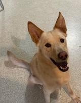 Fritz, an adoptable Shepherd, Husky in Lead, SD, 57754 | Photo Image 3