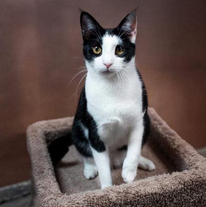 Enlarge Barcode Kershaw - adopt with Scanner, a Adoptable mixed breed in Hudson, MA image 1/3