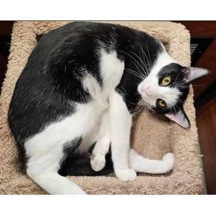 Barcode Kershaw - adopt with Scanner, Adoptable, Young Male Domestic Short Hair & Domestic Short Hair.