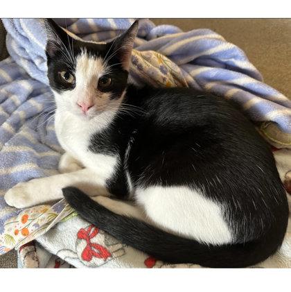 Enlarge Barcode Kershaw - adopt with Scanner, a Adoptable mixed breed in Hudson, MA image 3/3