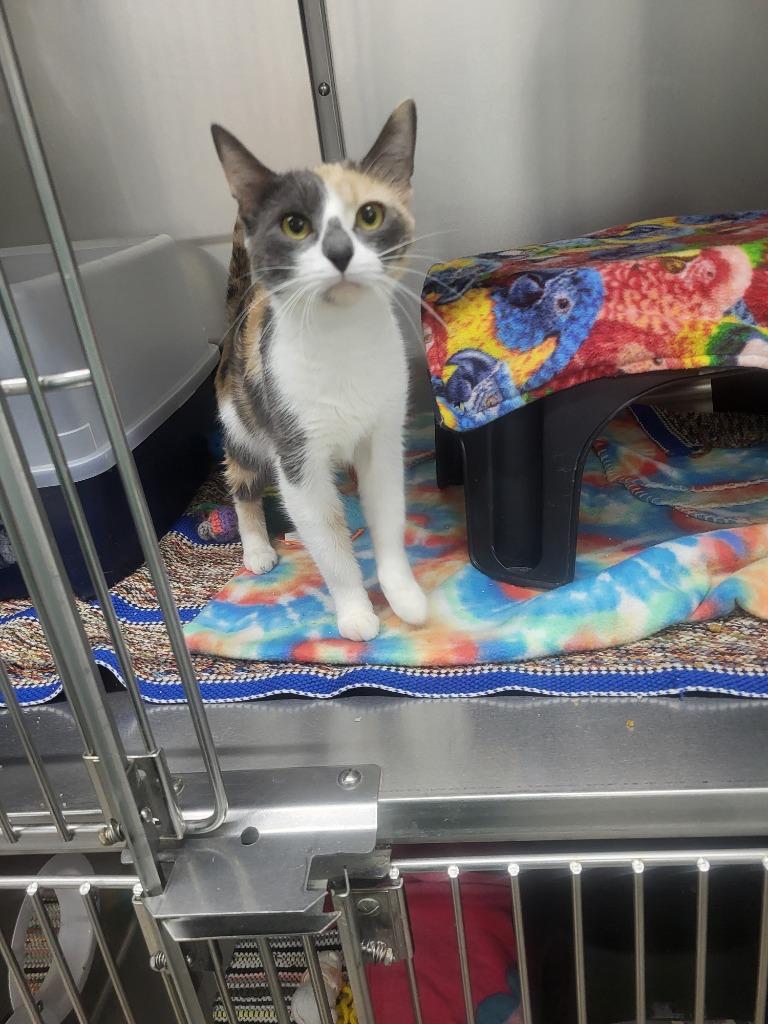 Bonnie, Adoptable, Young Female Domestic Short Hair.