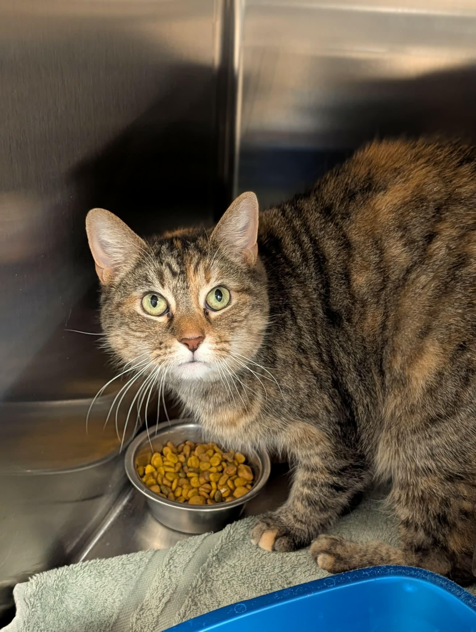 Enlarge Lindsey, an adopted mixed breed in Chambersburg, PA image 1/1