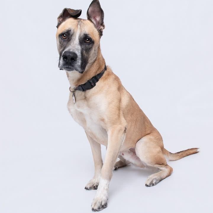 Rex, a ADOPTABLE mixed breed in Manassas, VA image 1/2
