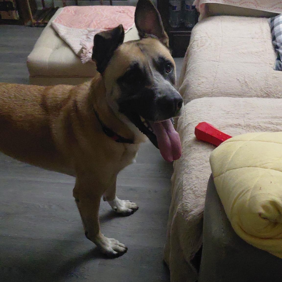 Rex, a ADOPTABLE mixed breed in Manassas, VA image 2/2