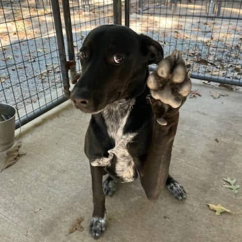 Roco, a Adoptable mixed breed in Smithfield, NC image 2/3