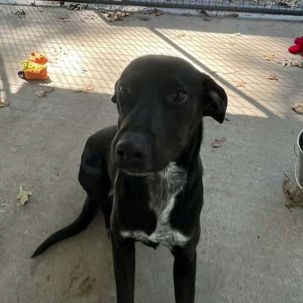 Roco, a Adoptable mixed breed in Smithfield, NC image 3/3