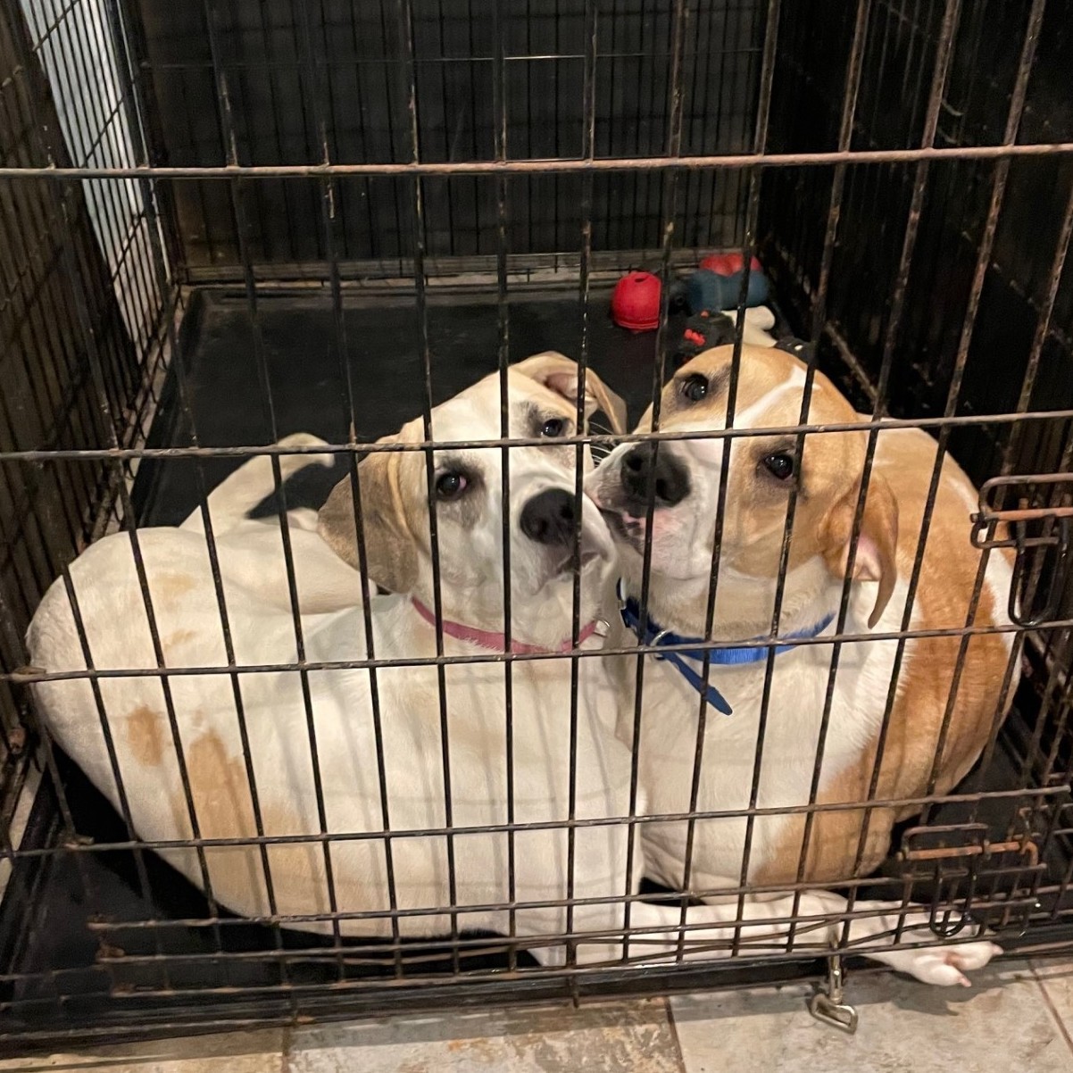 Dog for adoption Lily White, an Anatolian Shepherd in Ringwood, NJ