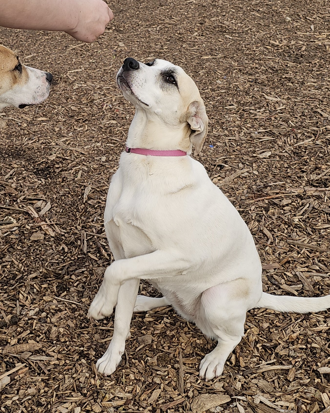 Dog for adoption Lily White, an Anatolian Shepherd in Ringwood, NJ