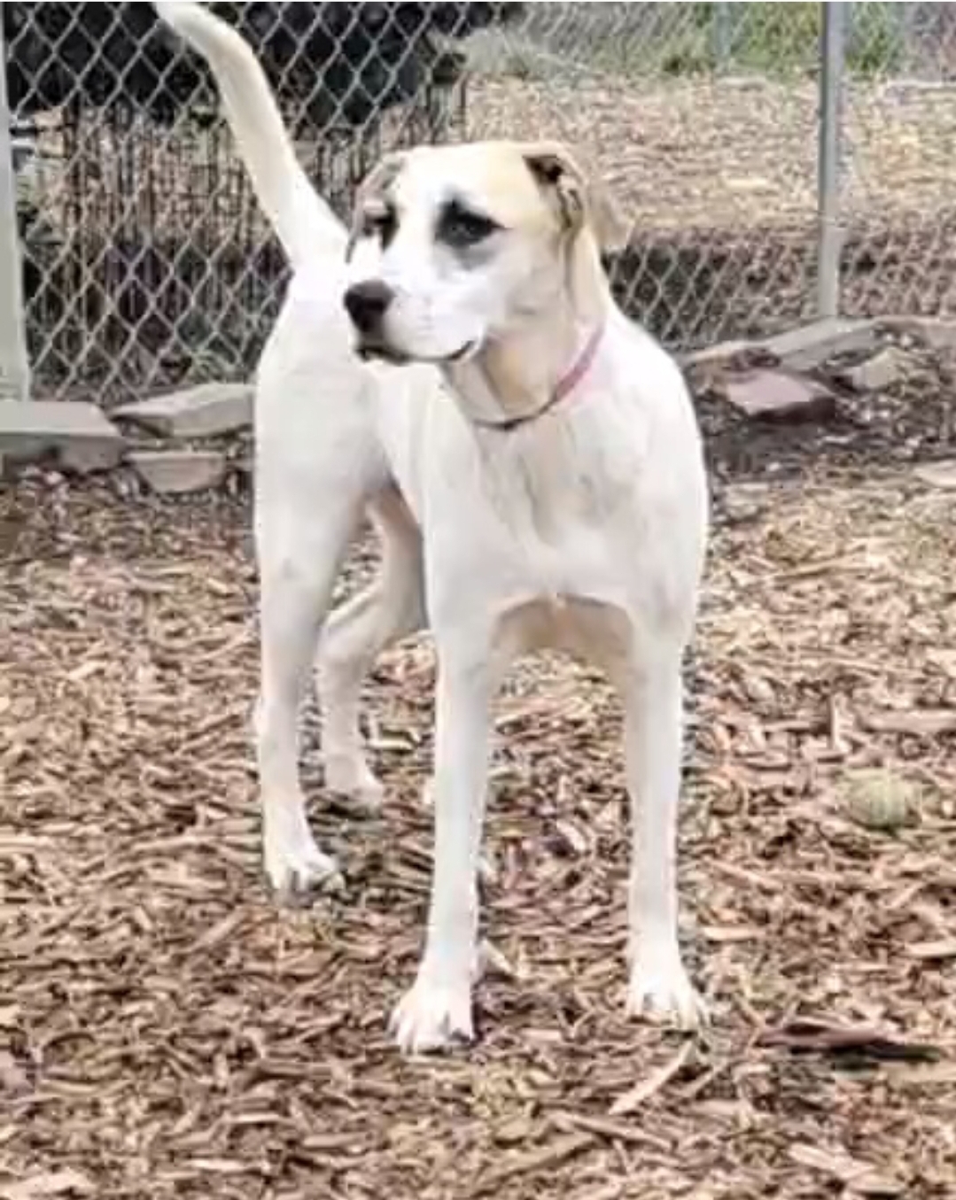 Dog for adoption Lily White, an Anatolian Shepherd in Ringwood, NJ