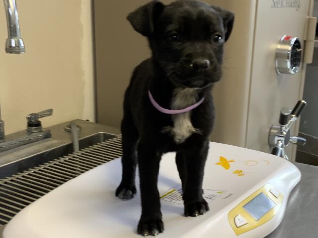 A251032, Adoptable, Puppy Female Border Collie & Australian Cattle Dog / Blue Heeler.