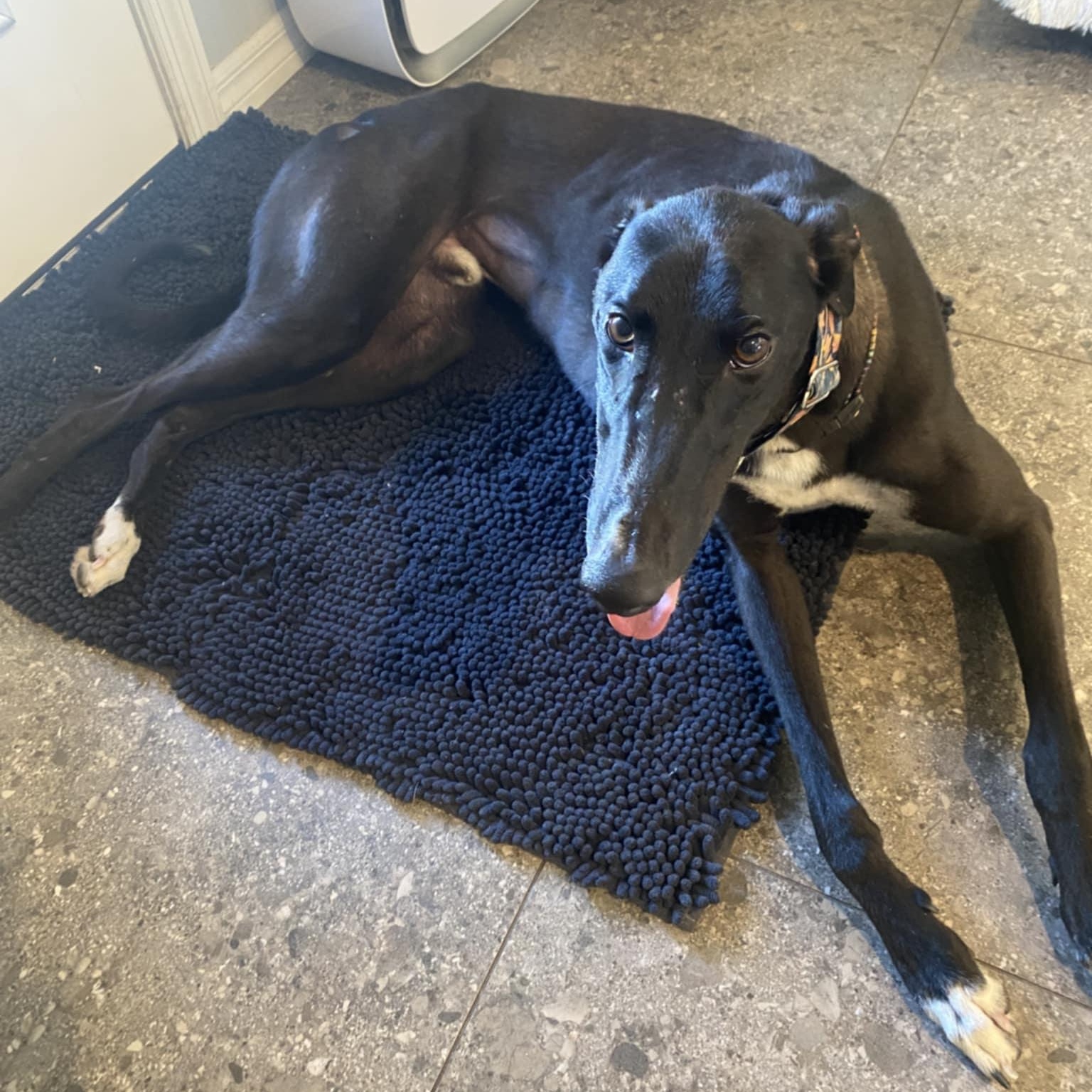 Enlarge Salty Sir Veza (Salty), a ADOPTABLE Greyhound in North Port, FL image 2/3