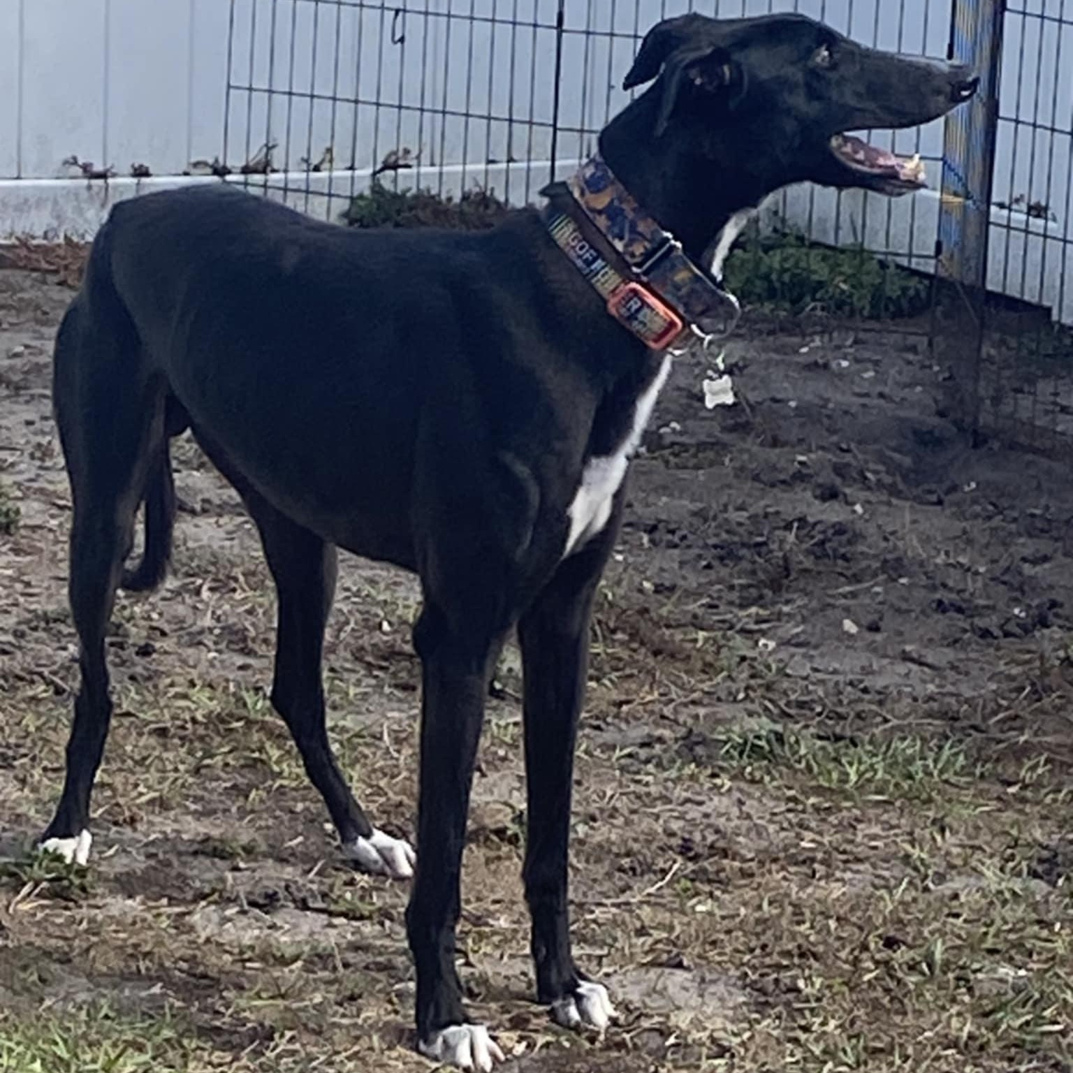 Enlarge Salty Sir Veza (Salty), a ADOPTABLE Greyhound in North Port, FL image 3/3