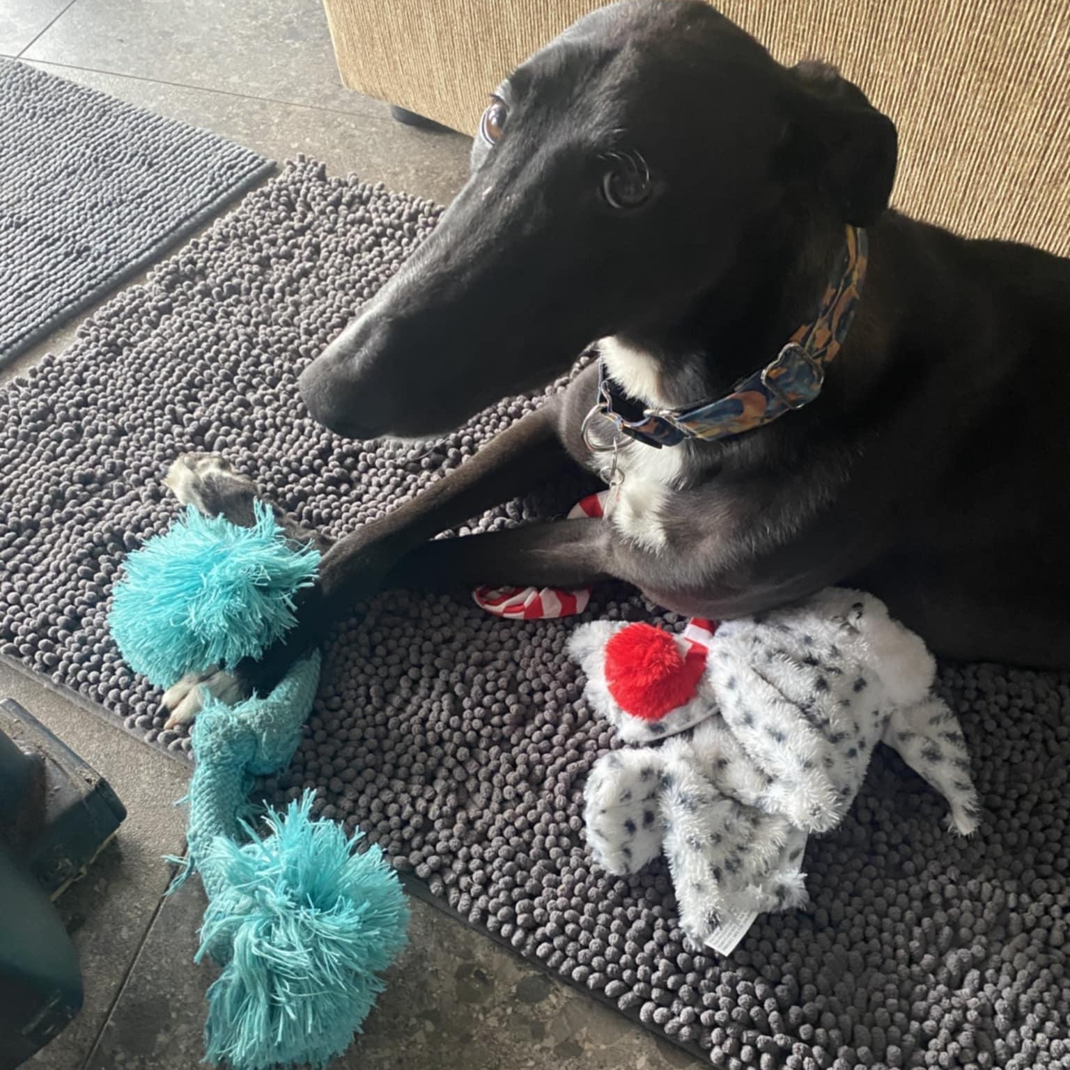 Salty Sir Veza (Salty), ADOPTABLE, Young Male Greyhound.