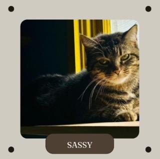 Enlarge Sassy, a Adoptable mixed breed in White Hall, IL image 1/1