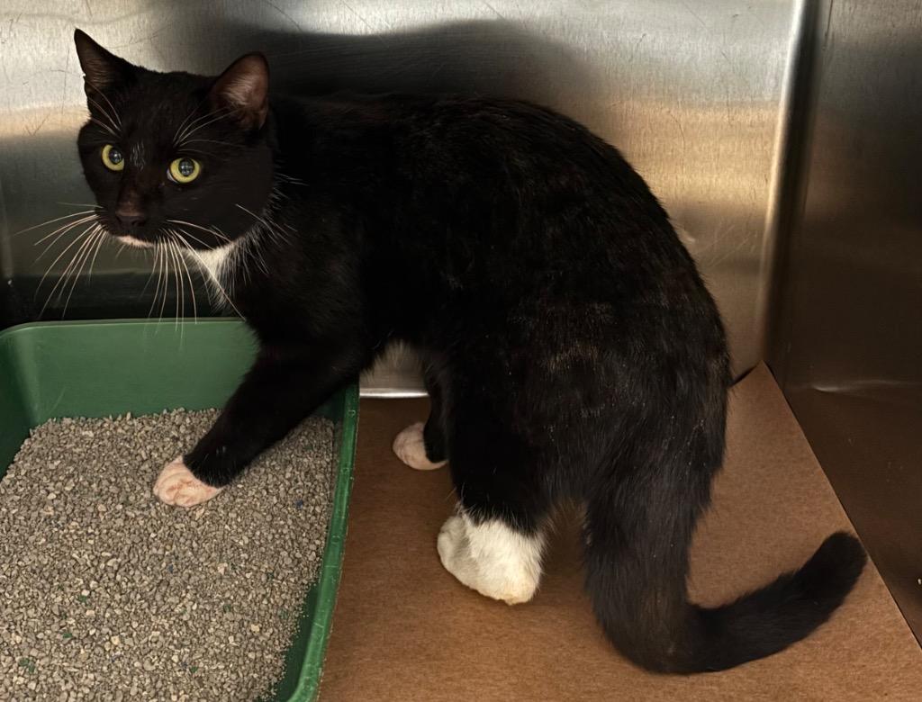 Molli, Adoptable, Young Male Domestic Short Hair.