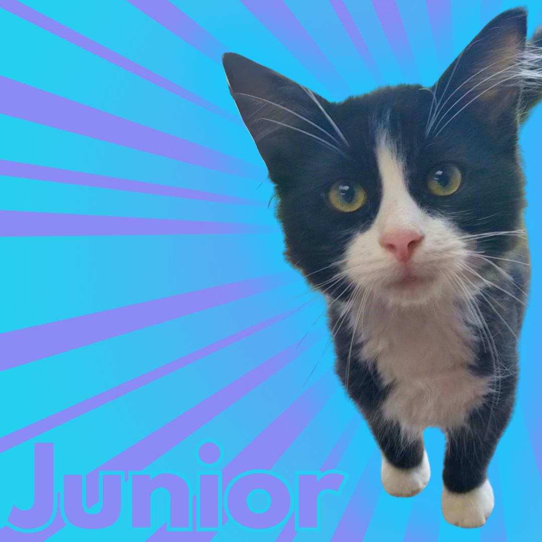 Junior