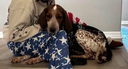 Gator, a Adoptable English Coonhound in Palm Harbor, FL image 6/6