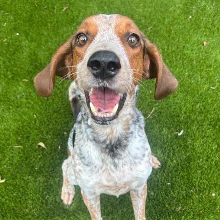 Gator, Adoptable, Adult Male English Coonhound.
